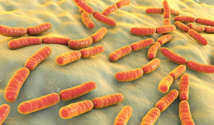 Bacteria,Lactobacillus,,3d,Illustration.,Normal,Flora,Of,Small,Intestine,,Lactic