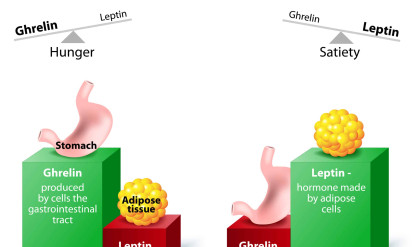 Hormones,Regulating,Appetite.,Leptin,The,Satiety,Hormone.,Ghrelin,The,Hunger